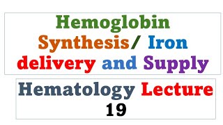 Hemoglobin Synthesis  Supply and delivery of iron  Hematology lecture 19 [upl. by Murielle]