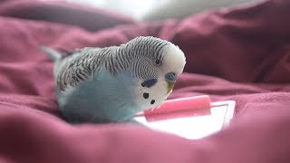 Budgie sounds  Cute amp Fluffy singing [upl. by Elleinnad551]