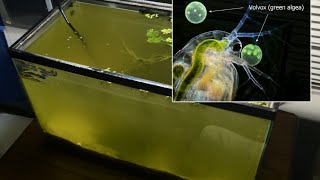 Raising Daphnia for the Freshwater Aquarium [upl. by Fulmis]