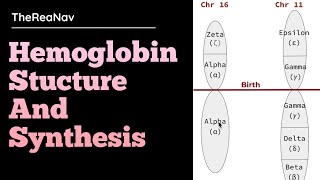 Hemoglobin Stucture and Synthesis [upl. by Marten27]