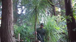 How to Grow Cordyline australis [upl. by Adnarym]