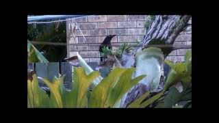 A Magnificent Currawong amp a Butcher Bird Song [upl. by Ashti]