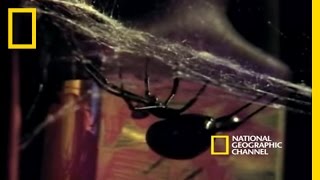 Deadly Mates Black Widow Spider  National Geographic [upl. by Aluor446]