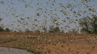 Biggest Swarm of Budgies [upl. by Mauceri985]