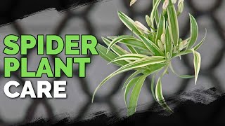 Spider Plant Care How To Grow Chlorophytum Comosum [upl. by Fogg]