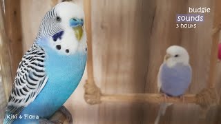 Budgie Sounds 3 Hours  Help Lonely Budgies To Chirp [upl. by Audun472]