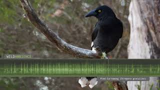 Pied Currawong Calls amp Sounds [upl. by Fenner183]