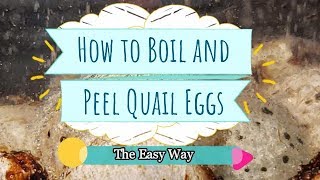 Boiling and Peeling Quail Eggs The Easy Way [upl. by Cone]