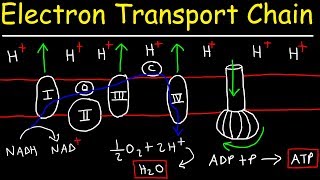 Electron Transport Chain  ATP Synthase Chemiosmosis amp Oxidative Phosphorylation [upl. by Jb162]