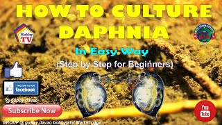 HOW TO CULTURE DAPHNIA In Easy Way [upl. by Inneg]