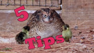 5 Easy Tips to Breed QUAILS Naturally [upl. by Cleopatre]