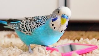 Budgie singing to mirror  Parakeet Sounds [upl. by Enelym]