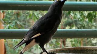 Baby Currawong learning to sing [upl. by Eudoca171]