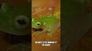 The SeeThrough Frog [upl. by Alleda]